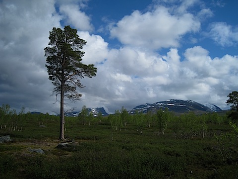 Abisko Juni 2009 dag 3 - 19.jpg